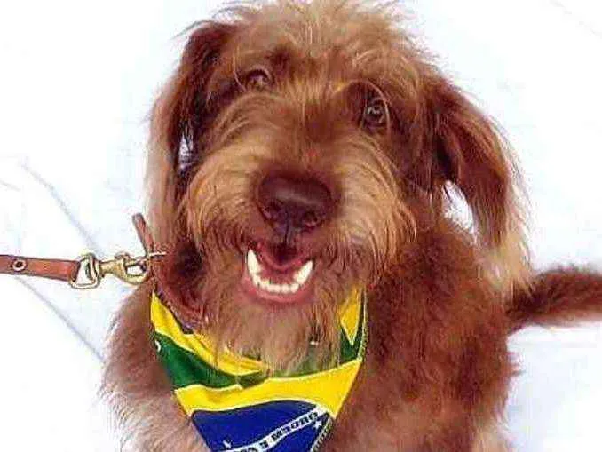Cachorro ra a Srd  idade 1 ano nome Boomer