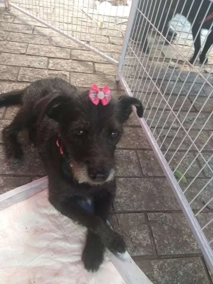 Cachorro ra a SRD idade 3 anos nome Belinha