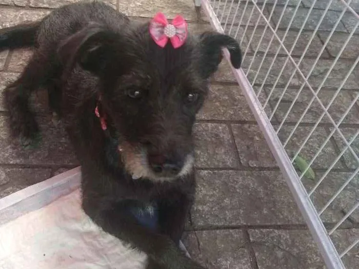 Cachorro ra a SRD idade 3 anos nome Belinha