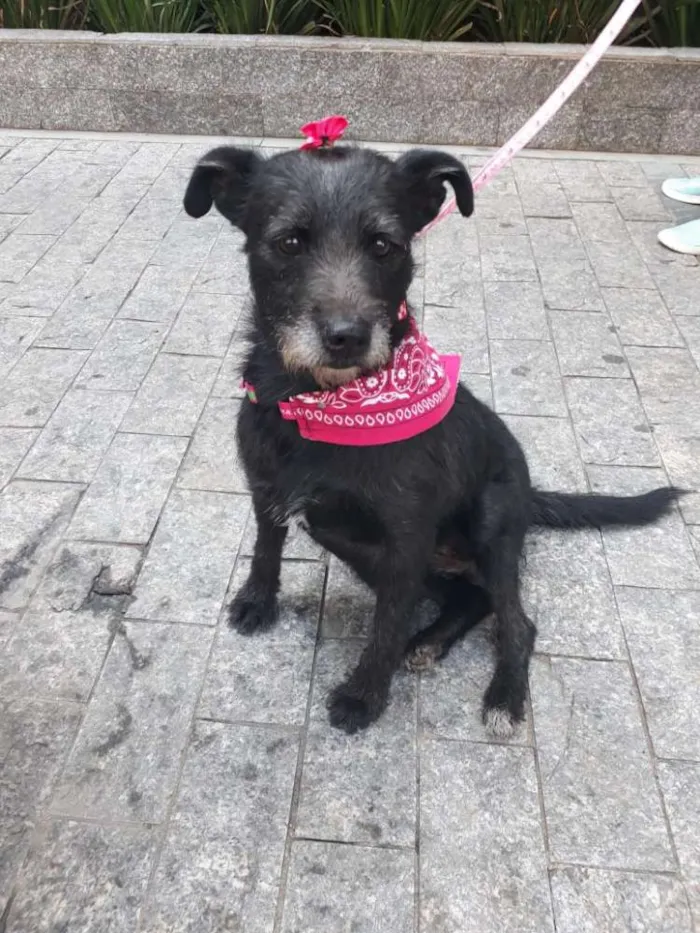 Cachorro ra a SRD idade 3 anos nome Belinha