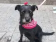 Belinha