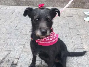 Cachorro raça SRD idade 3 anos nome Belinha