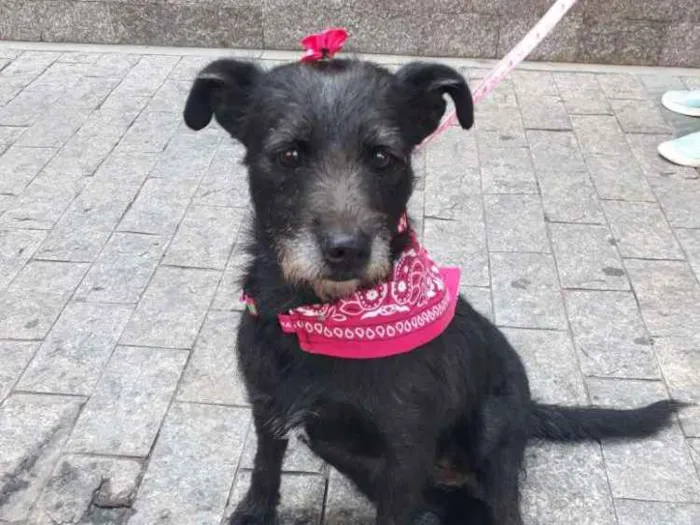 Cachorro ra a SRD idade 3 anos nome Belinha