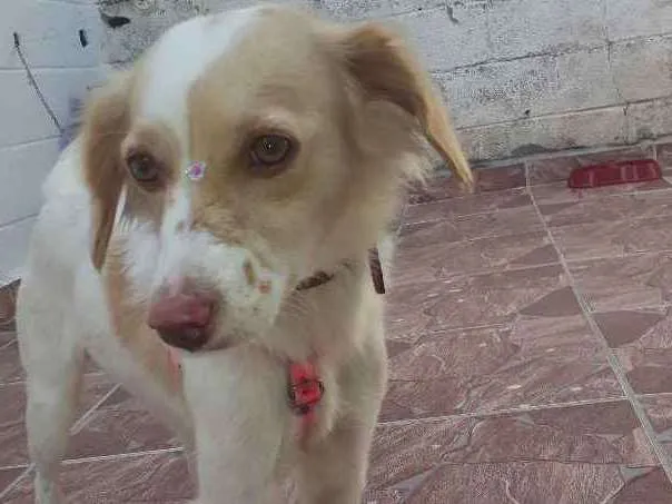 Cachorro ra a Srd idade 2 anos nome Toia