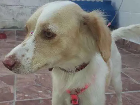 Cachorro ra a Srd idade 2 anos nome Toia