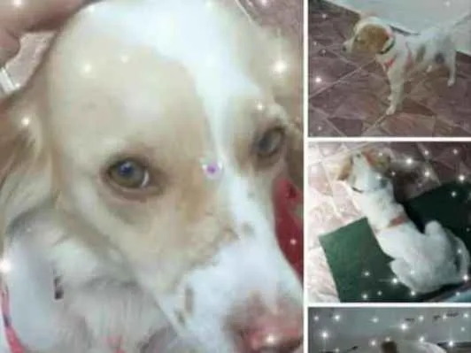 Cachorro ra a Srd idade 2 anos nome Toia