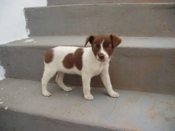 Cachorro raça indefinida idade Abaixo de 2 meses nome Sem nome