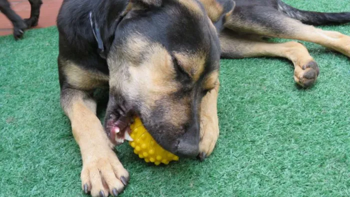 Cachorro ra a SRD idade 7 a 11 meses nome Leo