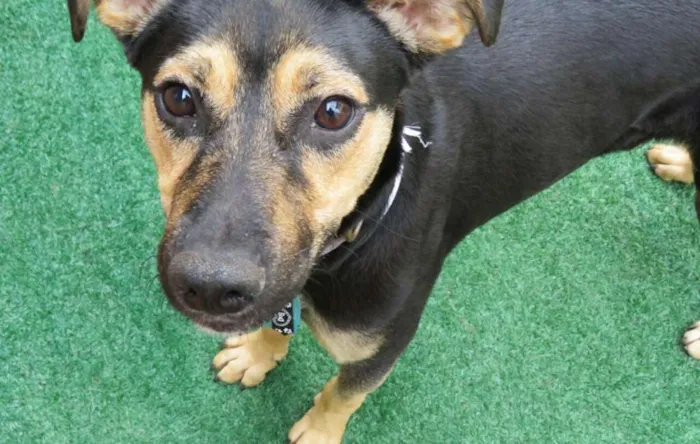 Cachorro ra a SRD idade 7 a 11 meses nome Leo