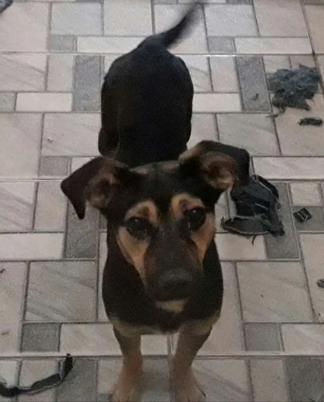 Cachorro ra a SRD idade 7 a 11 meses nome Leo