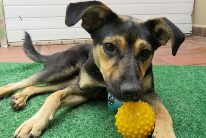 Cachorro ra a srd idade 7 a 11 meses nome Leo