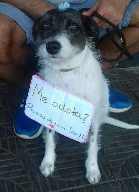 Cachorro raça SRD idade 3 anos nome Princesa