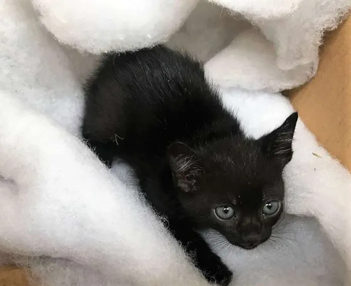 Gato ra a  idade Abaixo de 2 meses nome Pig