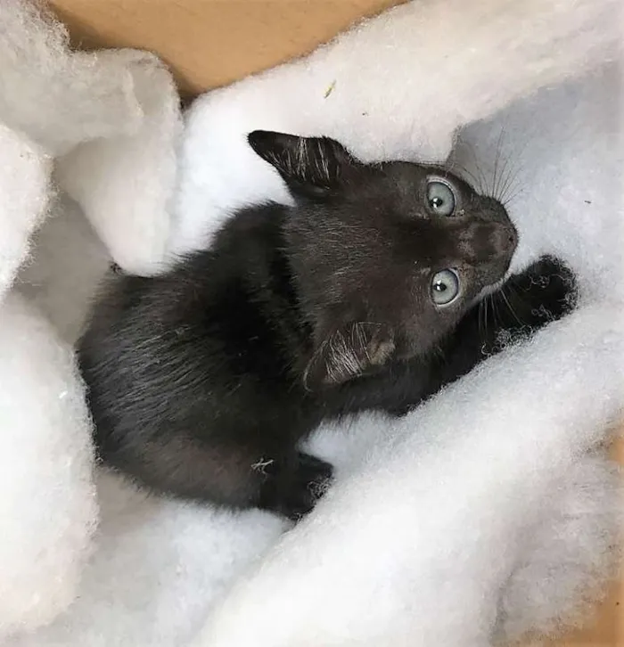 Gato ra a  idade Abaixo de 2 meses nome Pig