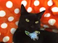 POMPOM