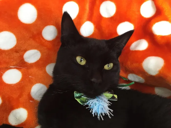 Gato ra a SRD idade 2 a 6 meses nome POMPOM