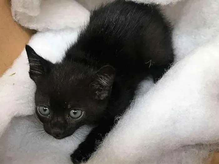 Gato ra a  idade Abaixo de 2 meses nome Pig