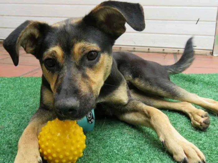 Cachorro ra a srd idade 7 a 11 meses nome Leo