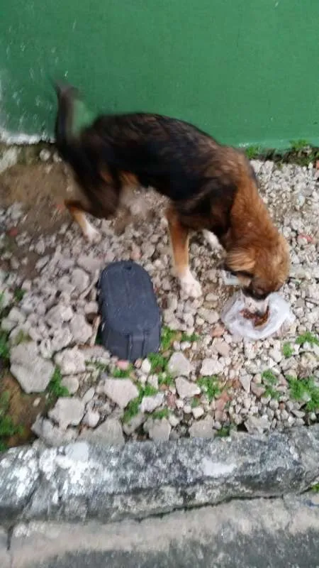 Cachorro ra a Sem raça idade  nome Sem nome