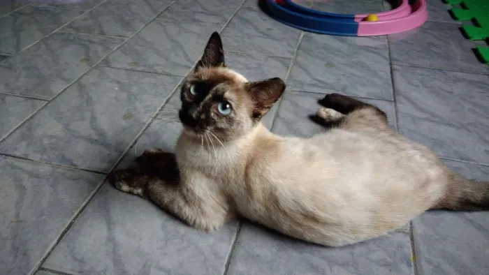 Gato ra a SRD idade 2 a 6 meses nome Estrela