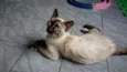 Estrela