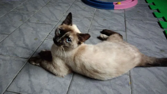 Gato ra a SRD idade 2 a 6 meses nome Estrela