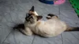 Estrela