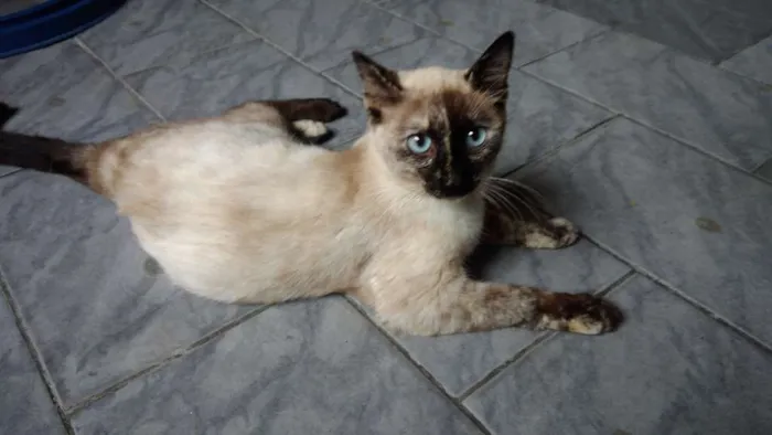 Gato ra a SRD idade 2 a 6 meses nome Estrela