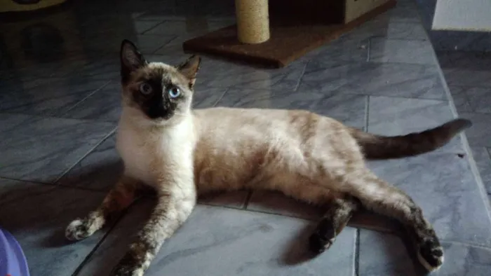 Gato ra a SRD idade 2 a 6 meses nome Estrela