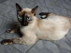 Gato raça SRD idade 2 a 6 meses nome Estrela