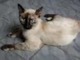 Estrela