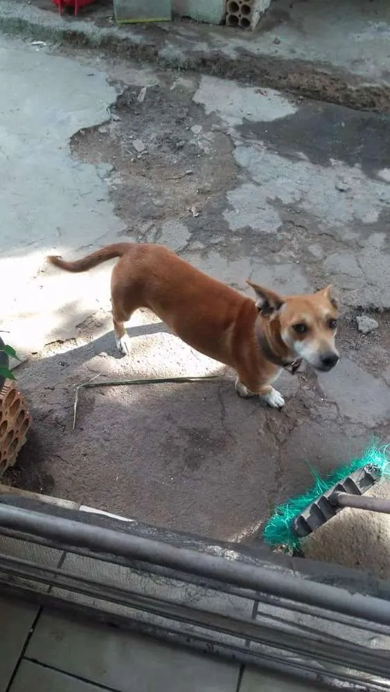 Cachorro ra a Vira lata idade 1 ano nome Nanica