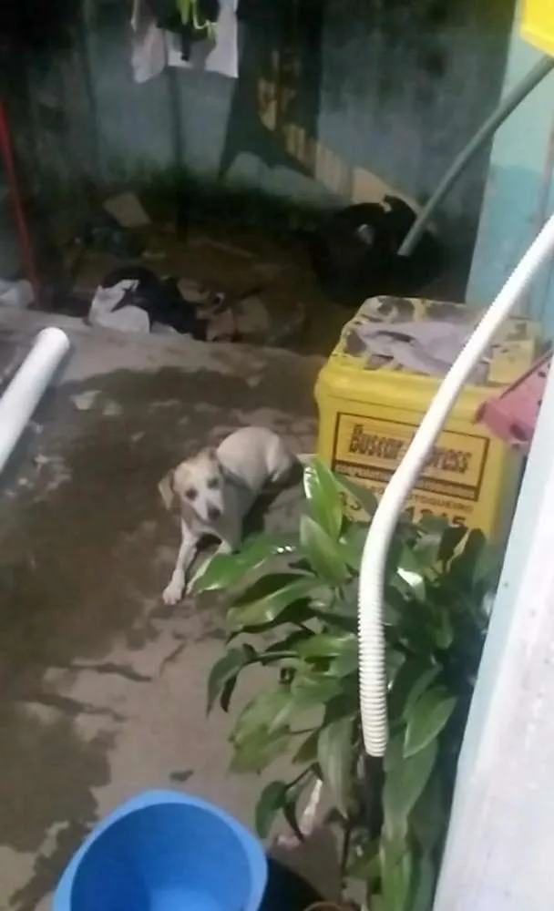 Cachorro ra a Vira lata idade 1 ano nome Branca
