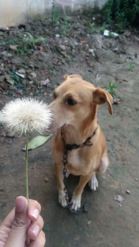 Cachorro ra a Vira-lata idade 3 anos nome Neppy