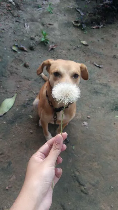 Cachorro ra a Vira-lata idade 3 anos nome Neppy