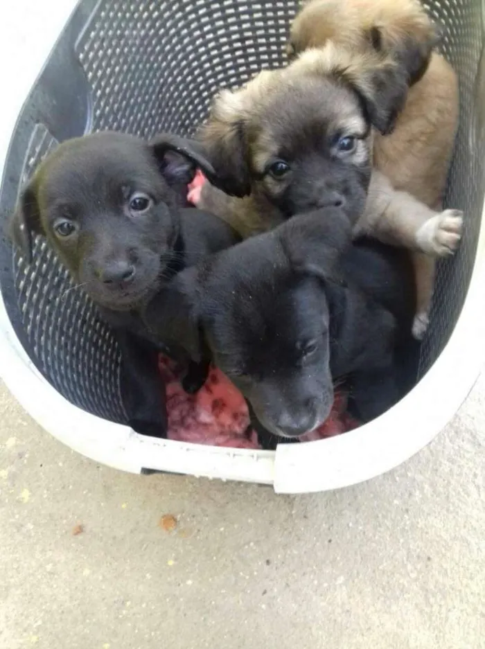 Cachorro raça SRD idade Abaixo de 2 meses nome Ninhada 4 filhotes