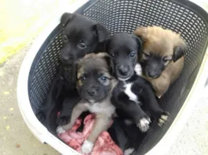 Cachorro raça SRD idade Abaixo de 2 meses nome Ninhada 4 filhotes
