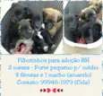 Ninhada 4 filhotes