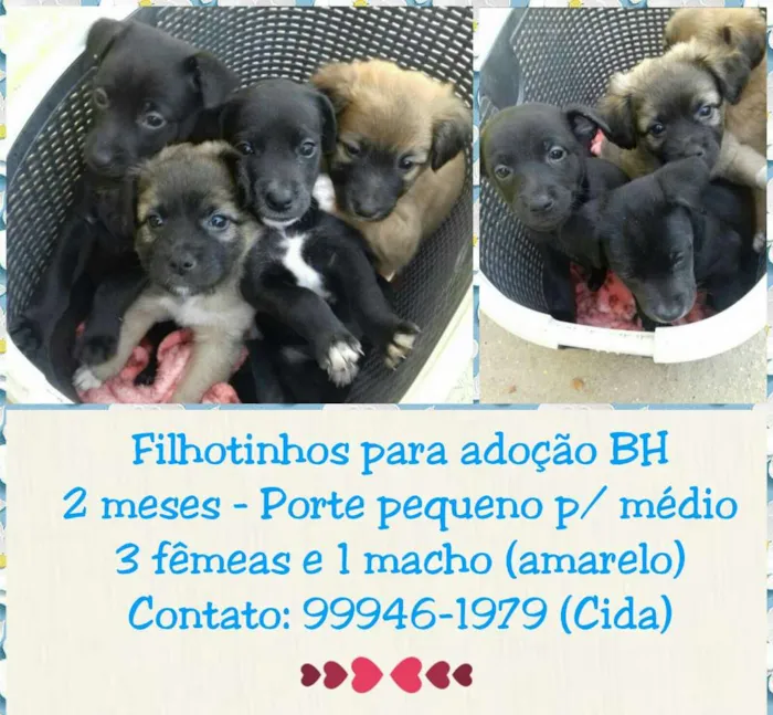 Cachorro raça SRD idade Abaixo de 2 meses nome Ninhada 4 filhotes