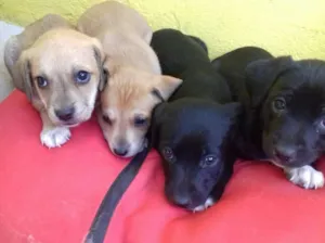 Cachorro raça SRD idade Abaixo de 2 meses nome Ninhada 4 filhotes 
