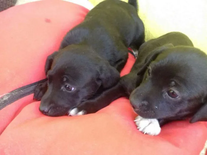 Cachorro raça SRD idade Abaixo de 2 meses nome Ninhada 4 filhotes 