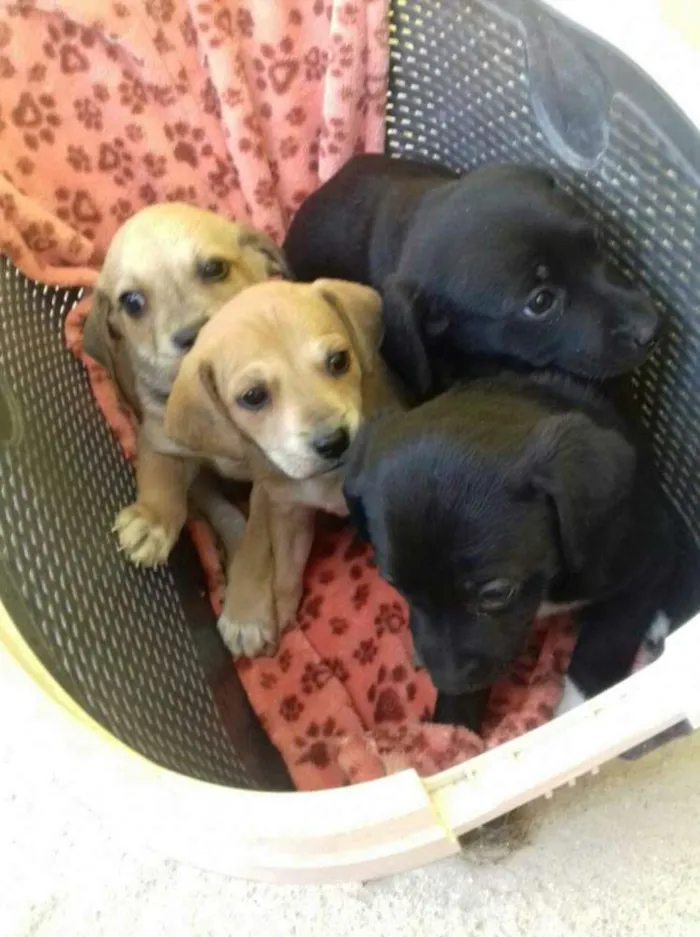Cachorro raça SRD idade Abaixo de 2 meses nome Ninhada 4 filhotes 
