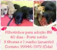 Ninhada 4 filhotes 