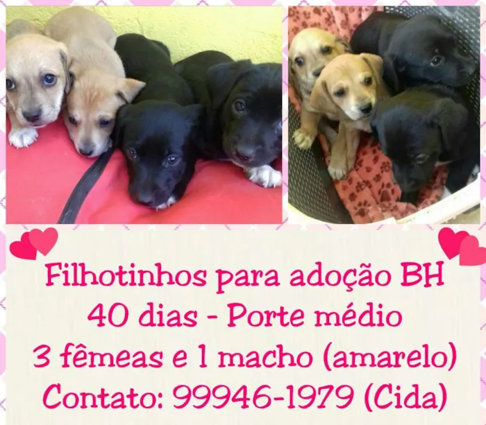 Cachorro raça SRD idade Abaixo de 2 meses nome Ninhada 4 filhotes 