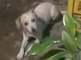 Cachorro ra a Vira lata idade 1 ano nome Branca