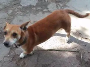 Cachorro raça Vira lata idade 1 ano nome Nanica