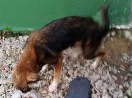 Cachorro ra a Sem raça idade  nome Sem nome