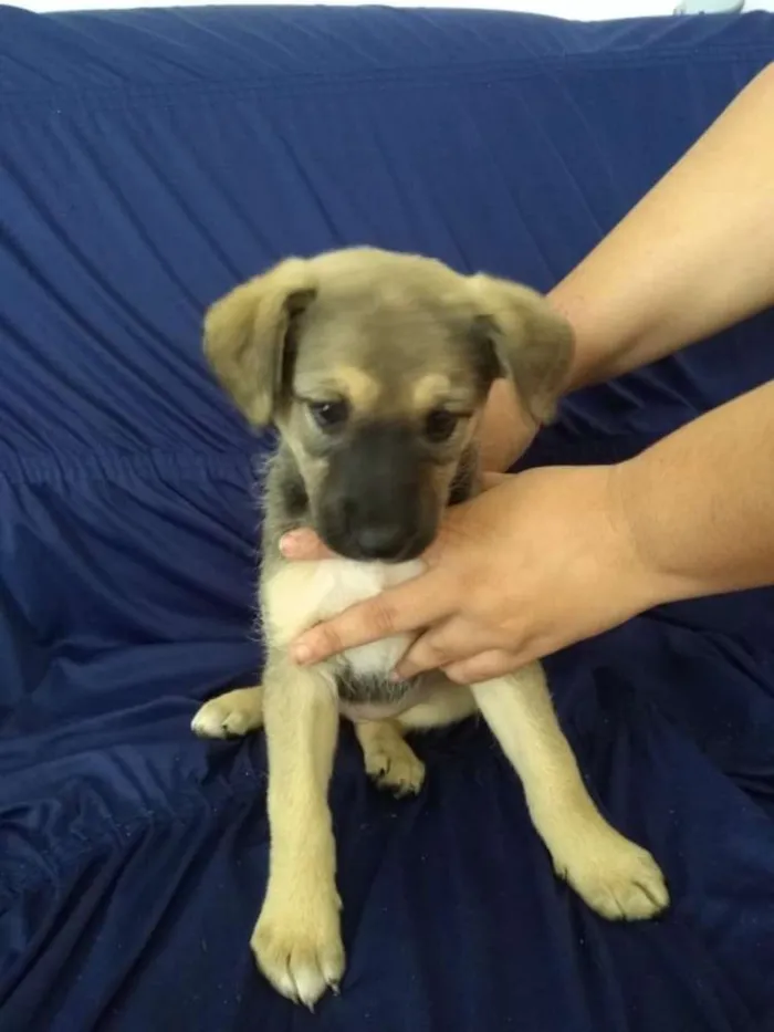 Cachorro ra a Srd idade 2 a 6 meses nome João  e Maria 