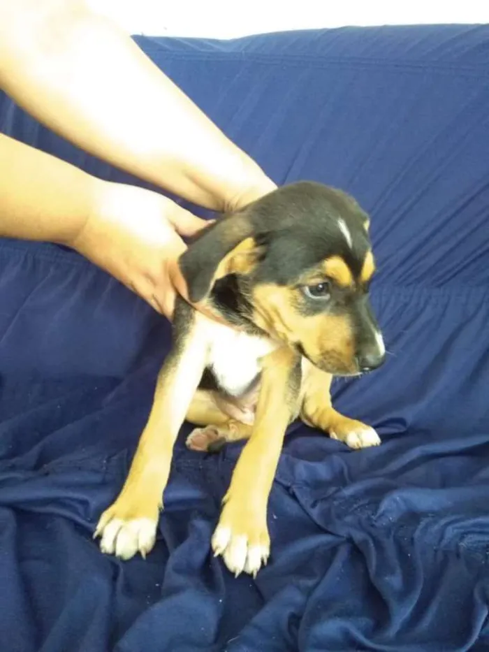 Cachorro ra a Srd idade 2 a 6 meses nome João  e Maria 