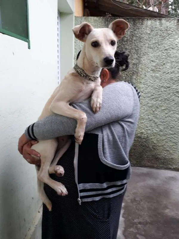 Cachorro ra a SRD idade  nome sem nome